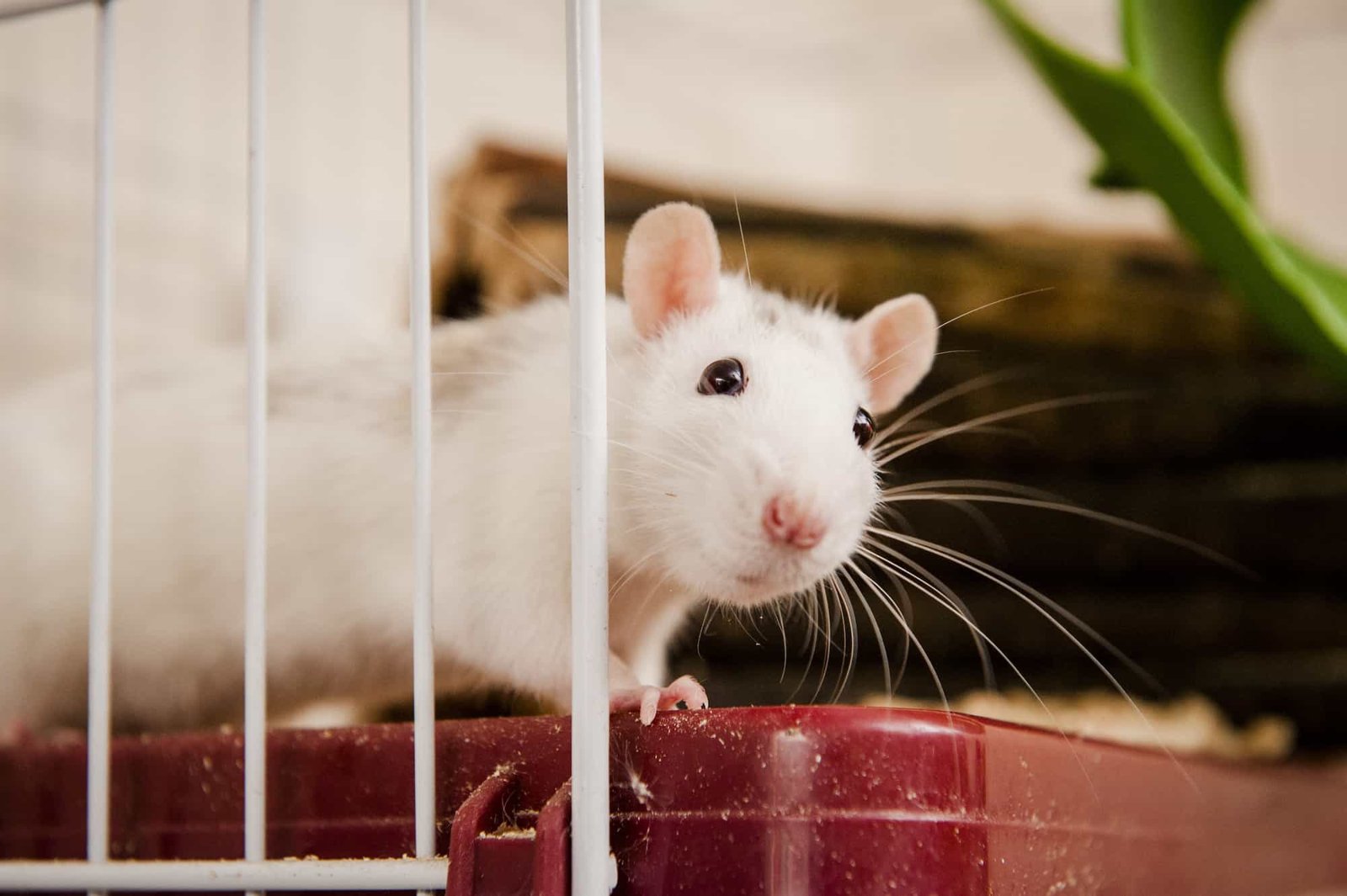 A pet rat peering out of its cage