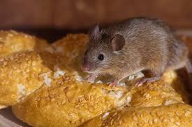 A mouse foraging on bread crumbs