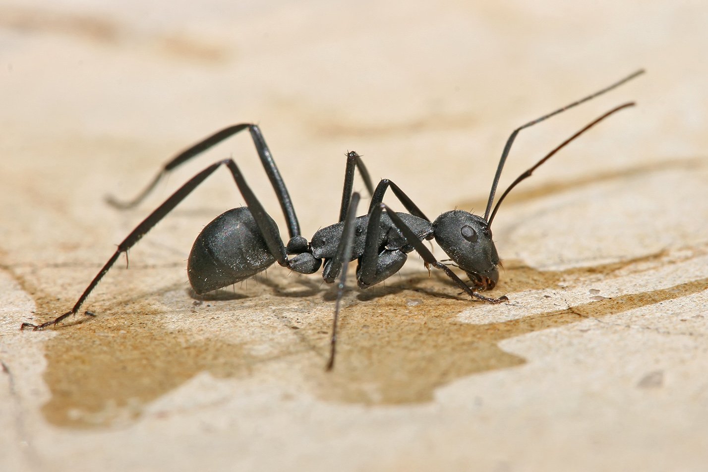Ant Treatment in Apache Junction