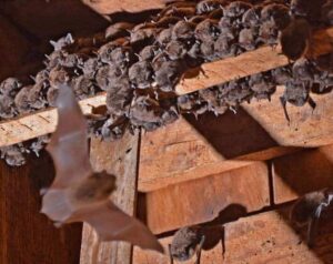 Bats roosting in a residential attic