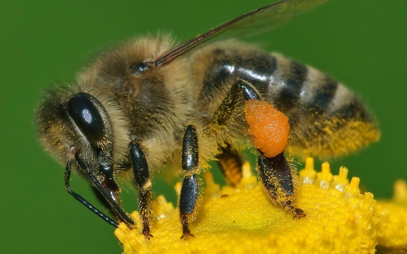 Western honey bee on a flower