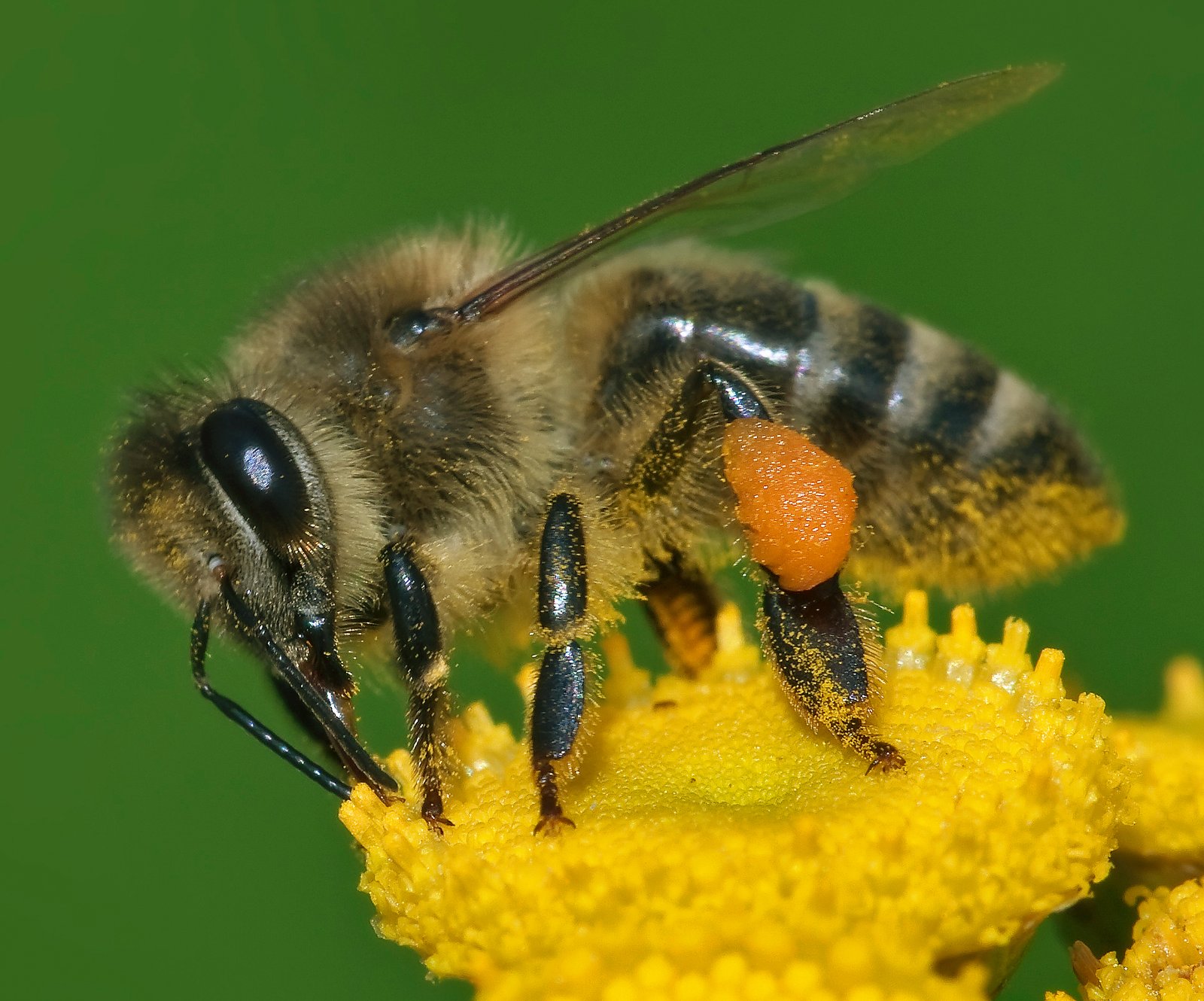 A honey bee