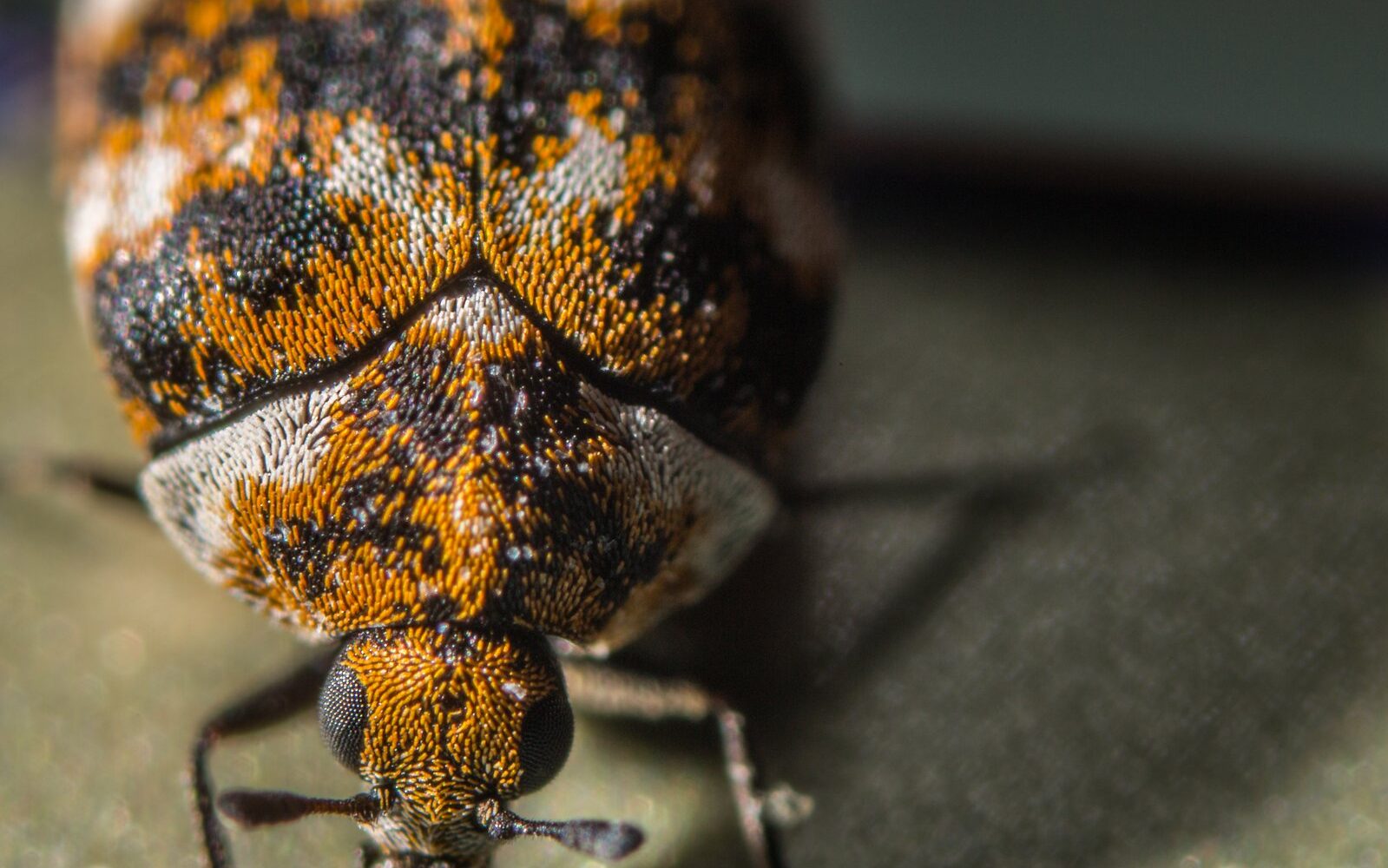 Close-up of a carpet beetle