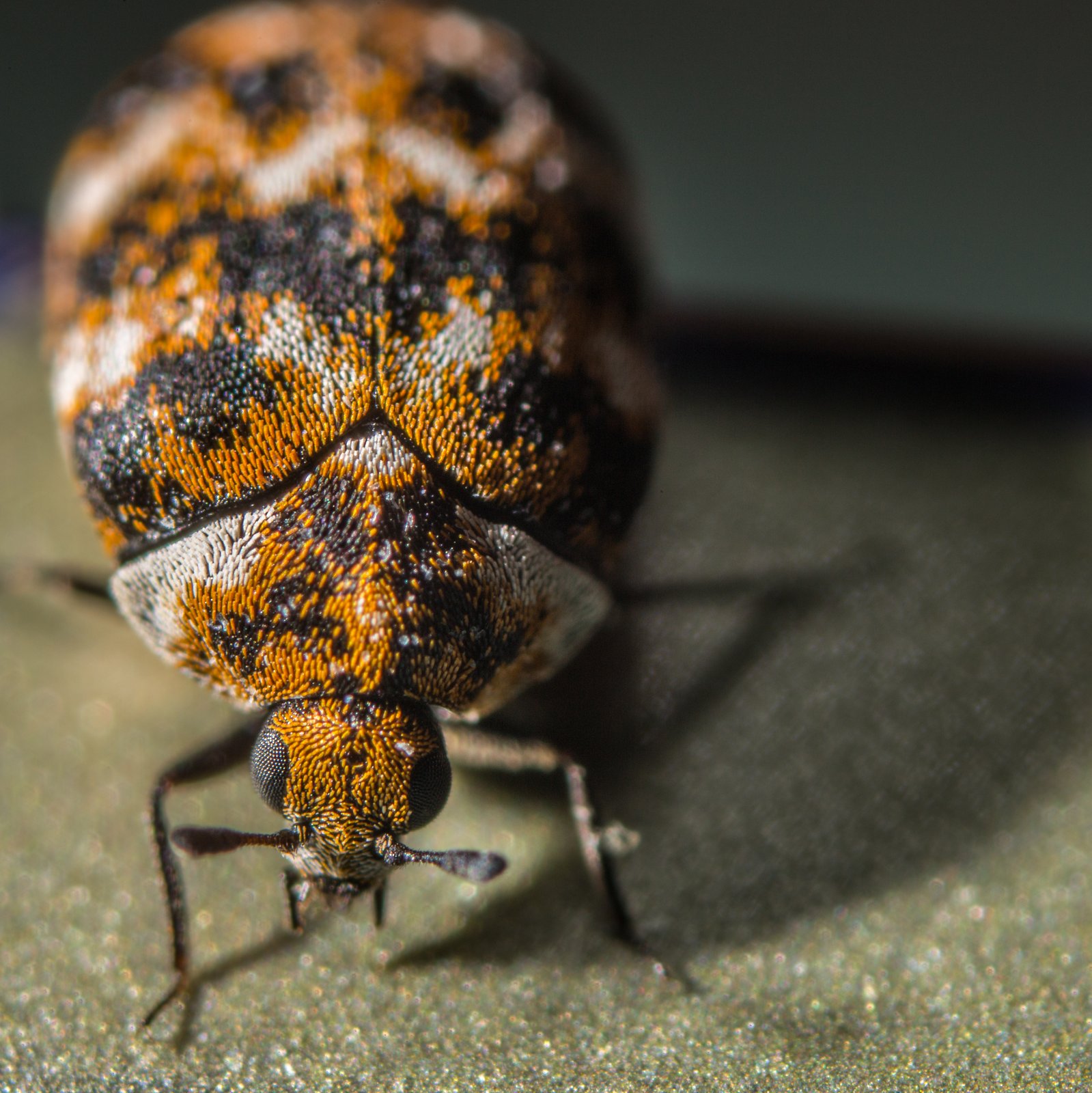 Close-up of a carpet beetle
