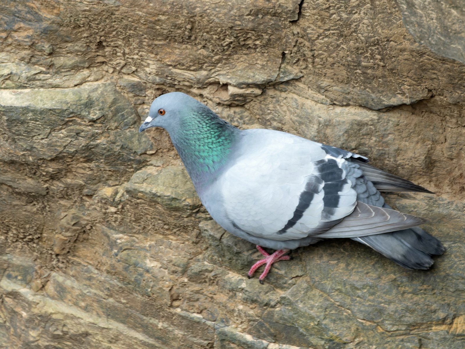 A pigeon, a common nuisance bird