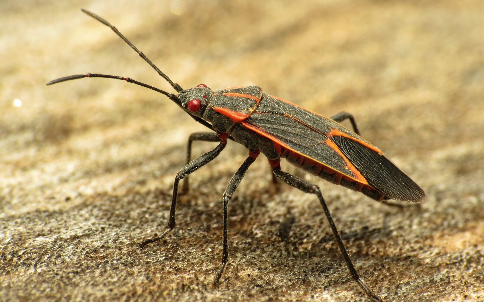 Close-up of a boxelder bug (Boisea trivittata)