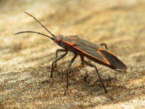 Close-up of a boxelder bug (Boisea trivittata)