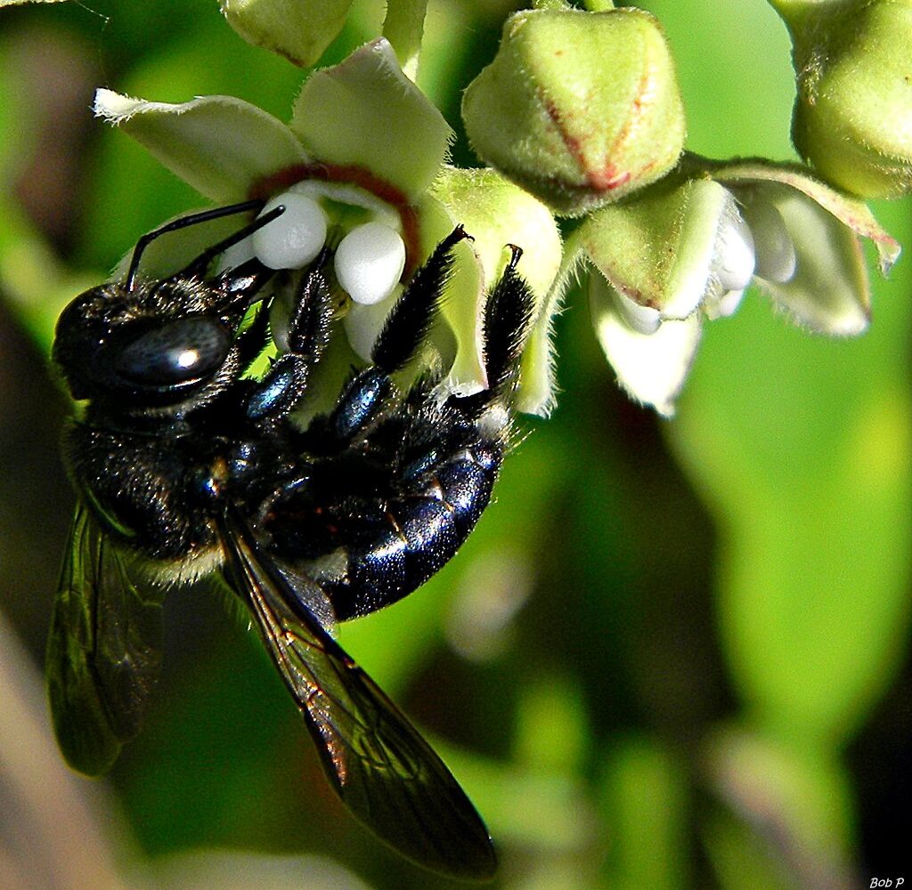 Carpenter bee