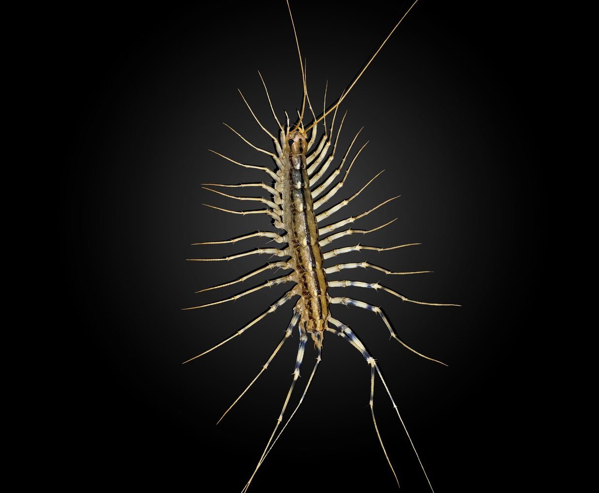 Close-up of a house centipede (Scutigera coleoptrata)