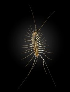 Close-up of a house centipede (Scutigera coleoptrata)