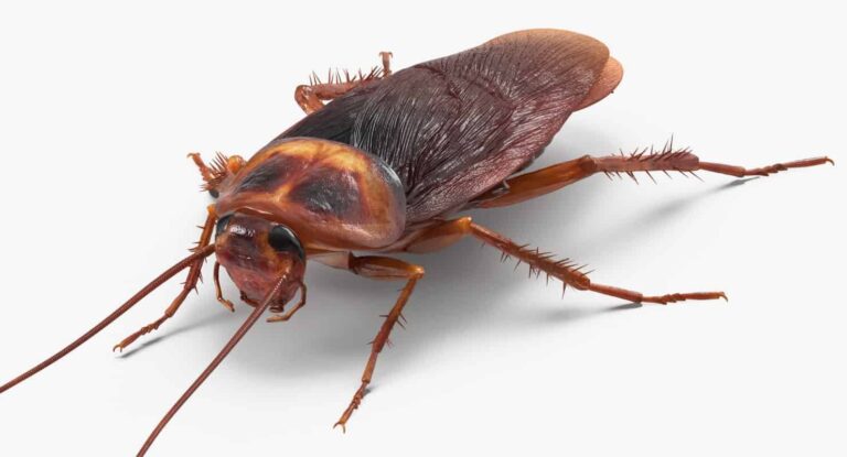 Cockroaches, a common pest treated by our Alabama pest control team
