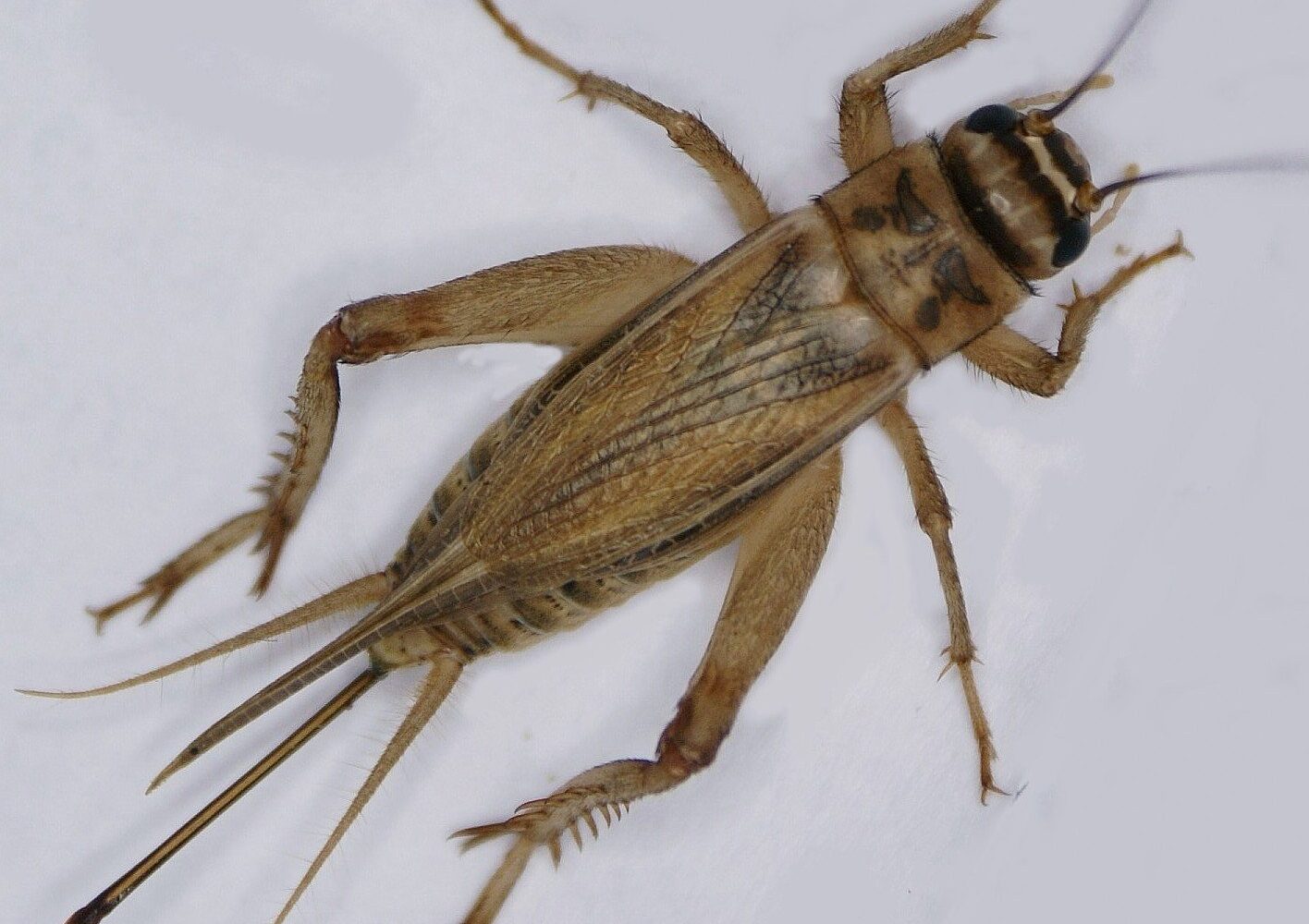 Close-up of a house cricket
