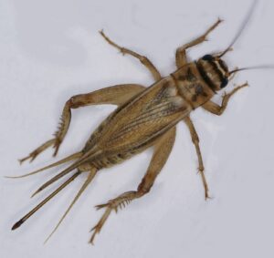 Close-up of a house cricket
