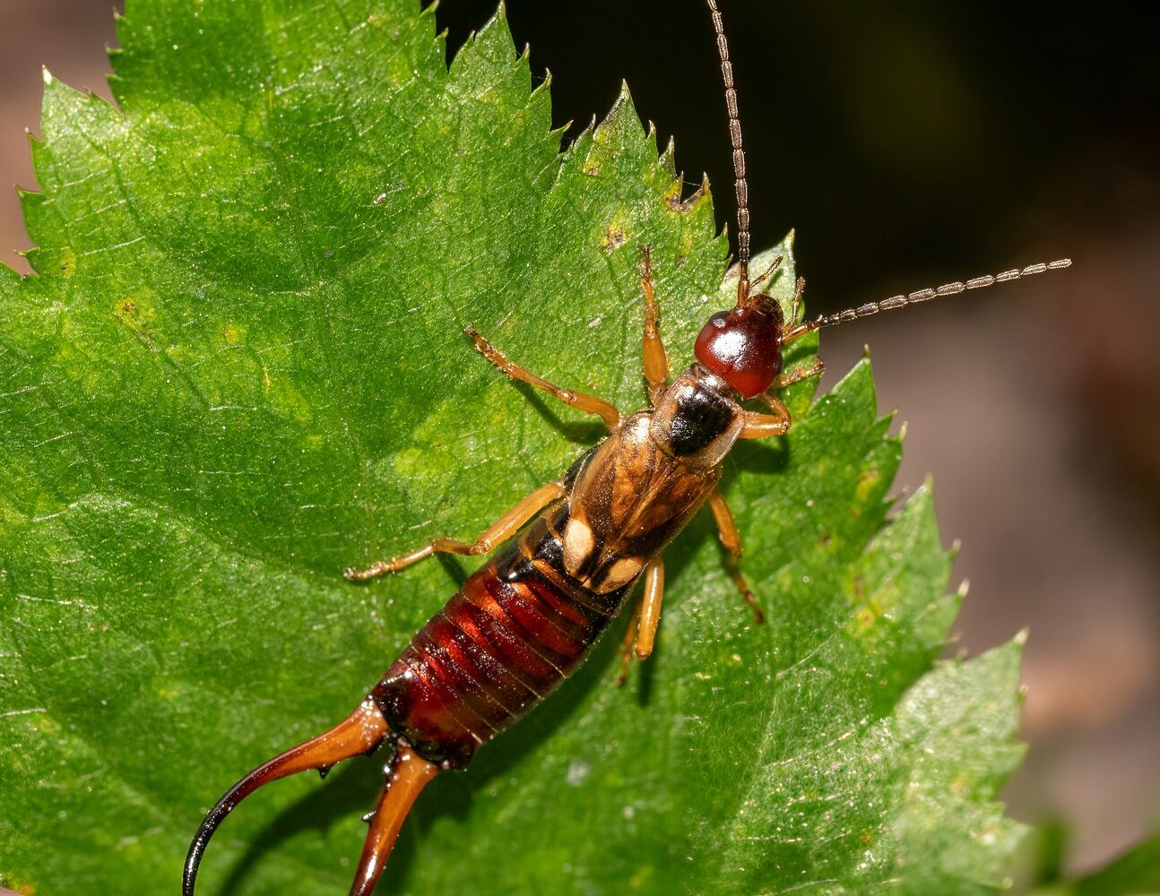 Close-up of a European earwig