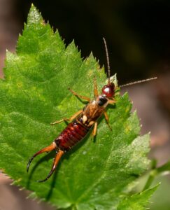 Close-up of a European earwig