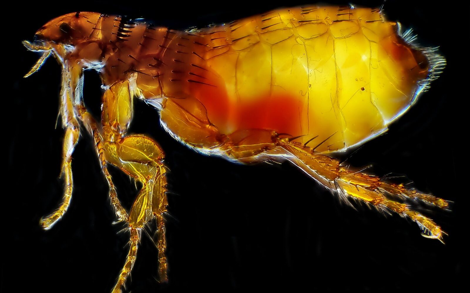 Close-up of a cat flea