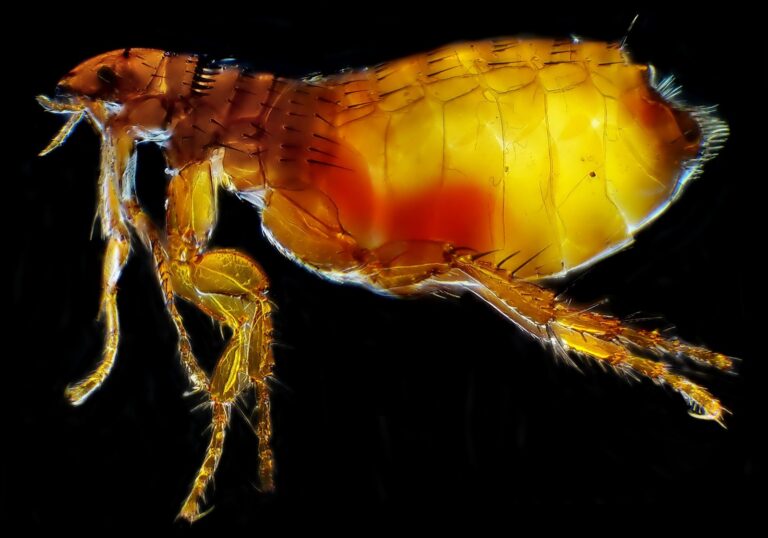 Fleas, a common pest treated by our Alabama pest control team
