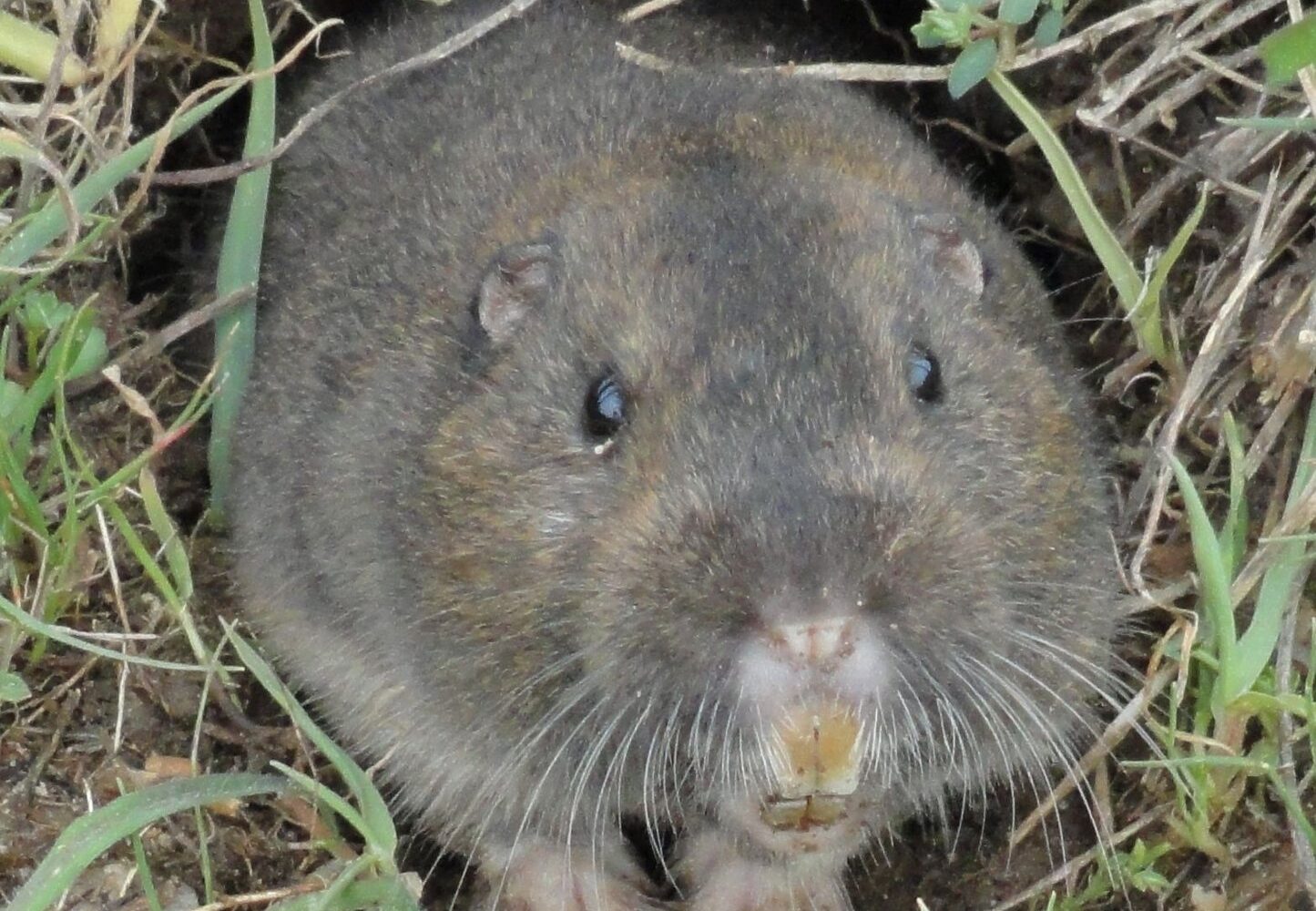 Pocket gopher