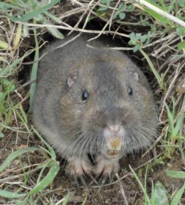 Pocket gopher
