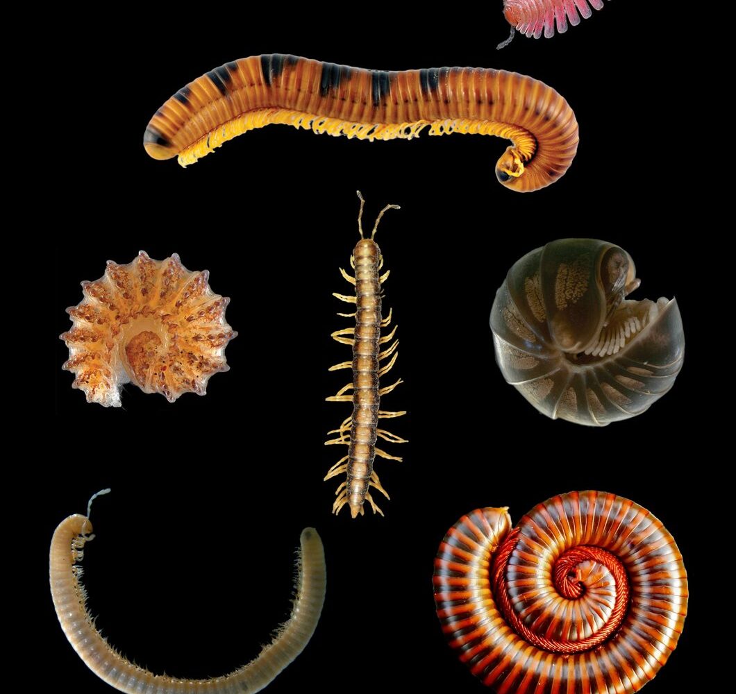 Close-up of a millipede