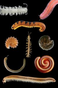 Close-up of a millipede