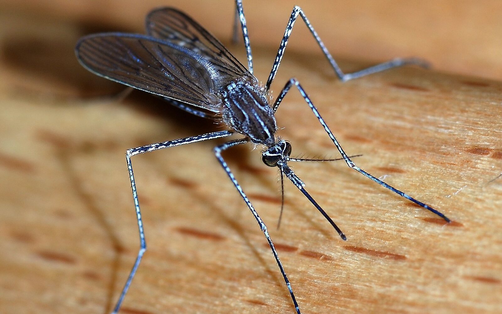 Close-up of a mosquito
