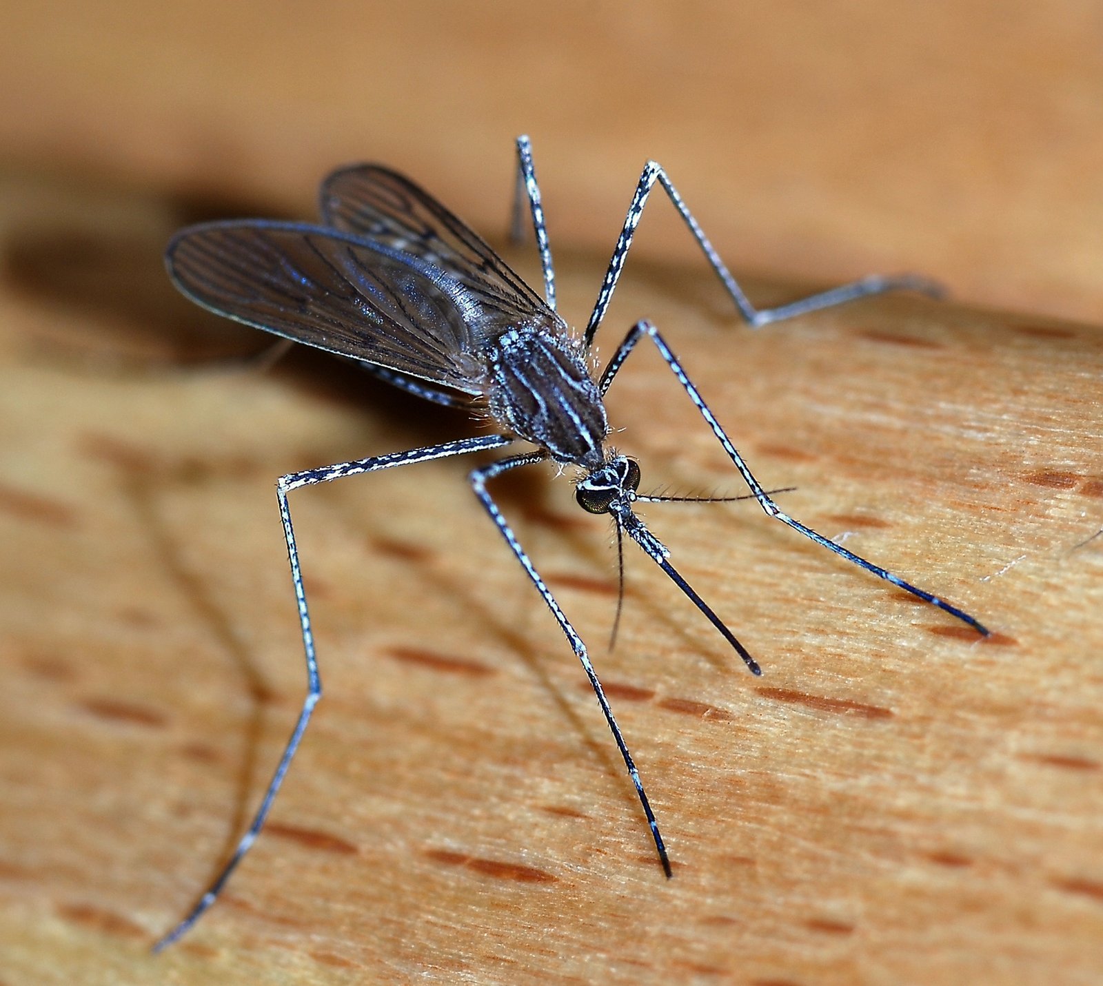 Mosquito Control in Apache Junction