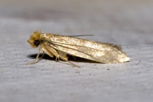 Close-up of a clothes moth
