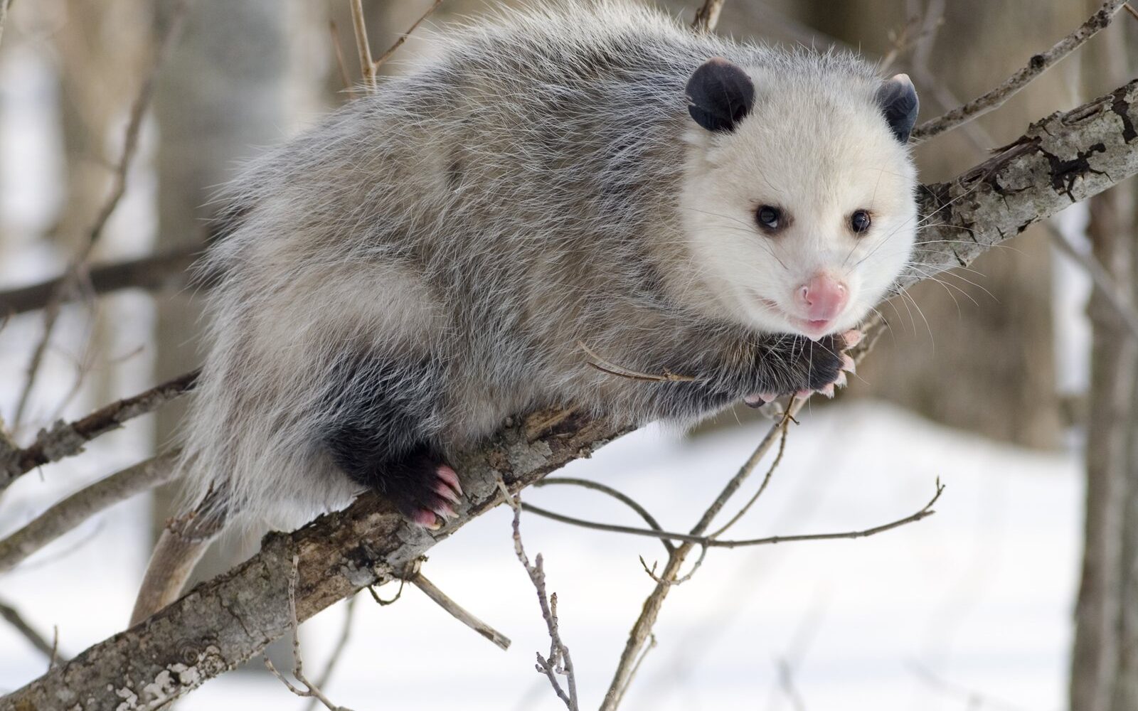 Virginia opossum