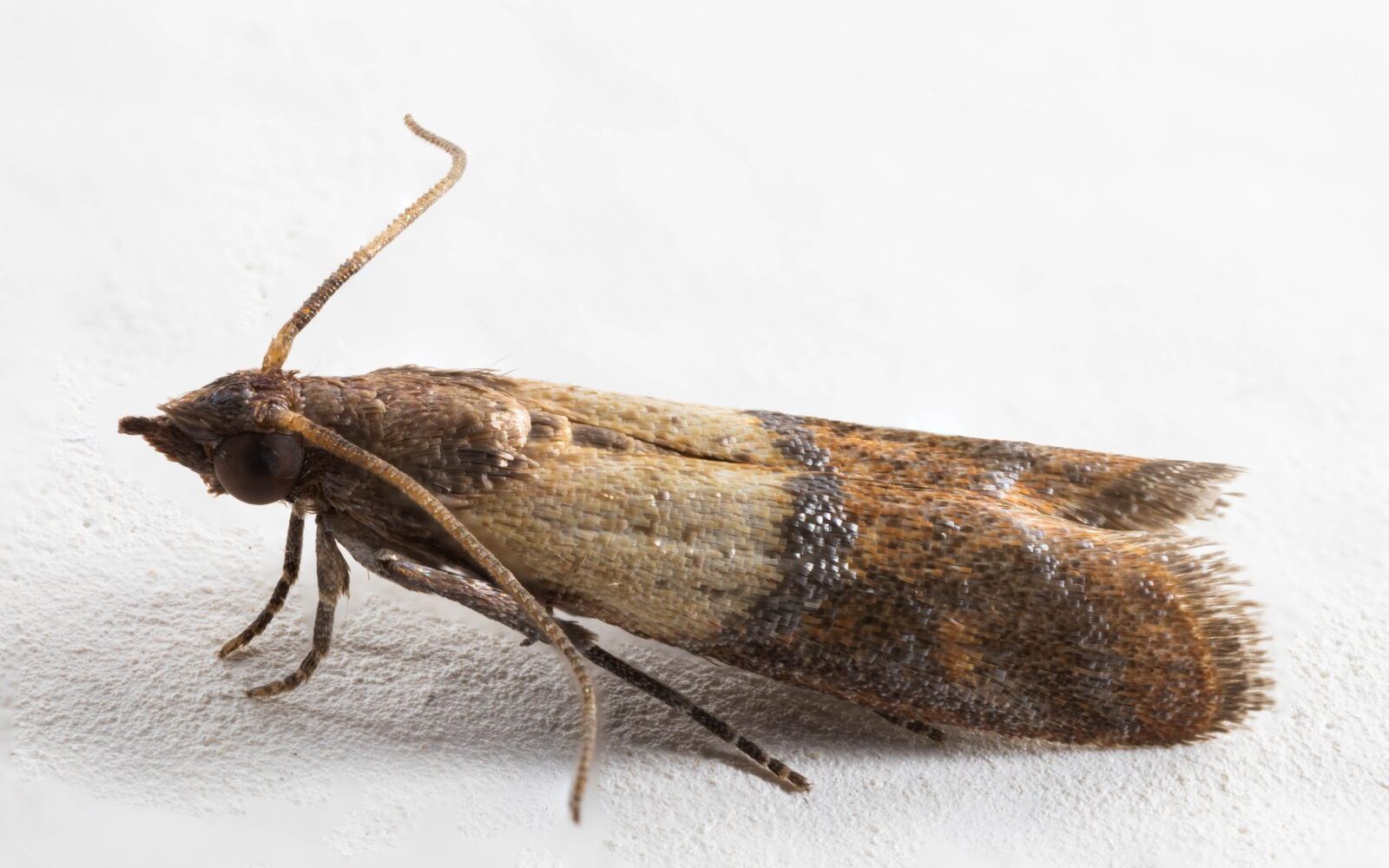 Close-up of an Indianmeal moth (pantry moth)