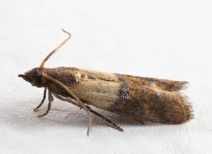 Close-up of an Indianmeal moth (pantry moth)