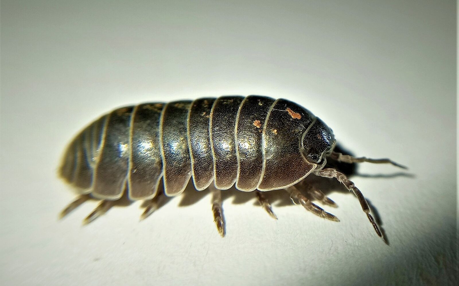 Close-up of a common pillbug (roly-poly)