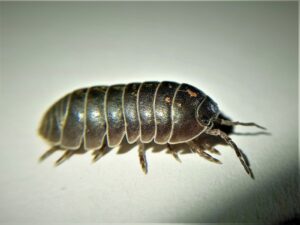 Close-up of a common pillbug (roly-poly)
