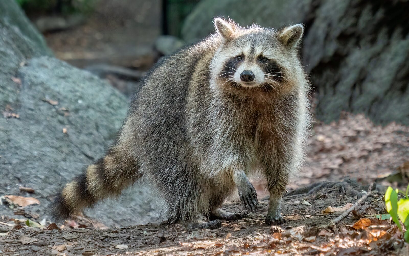 Raccoon near a residential property