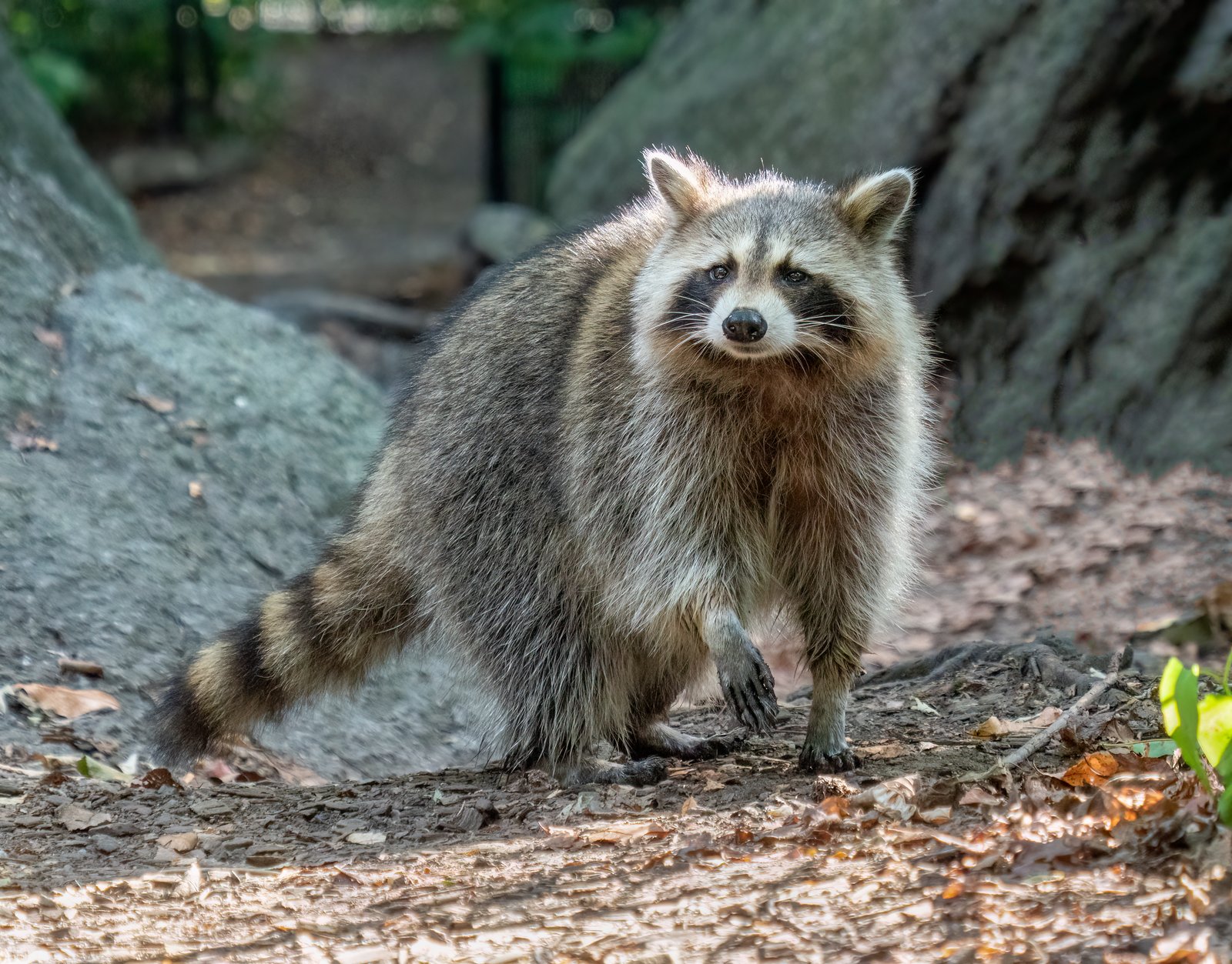Raccoon Removal in Abbotsford