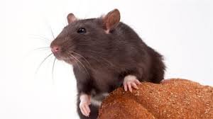 Close-up of a rat