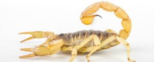 Close-up of a bark scorpion