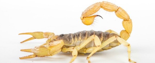 Close-up of a bark scorpion