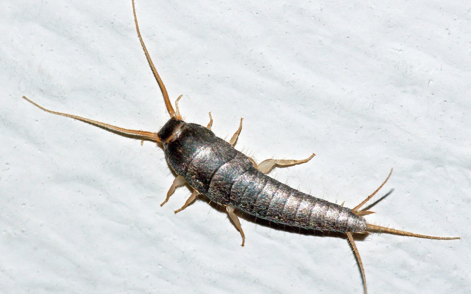 Close-up of a silverfish (Lepisma saccharinum)