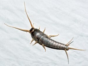 Close-up of a silverfish (Lepisma saccharinum)