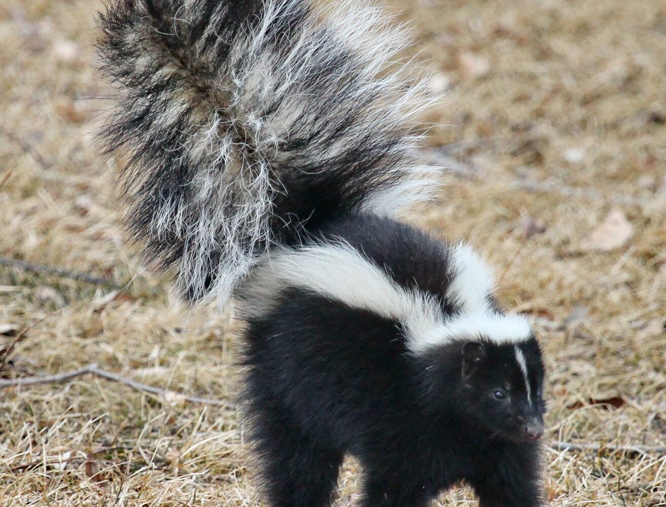 Striped skunk