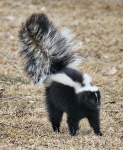 Striped skunk