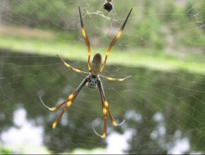 Close-up of a spider in its web