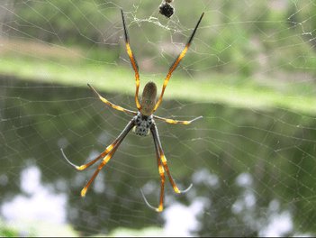 Spider Control in Abbotsford