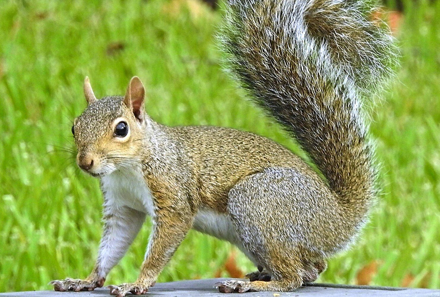 Eastern gray squirrel
