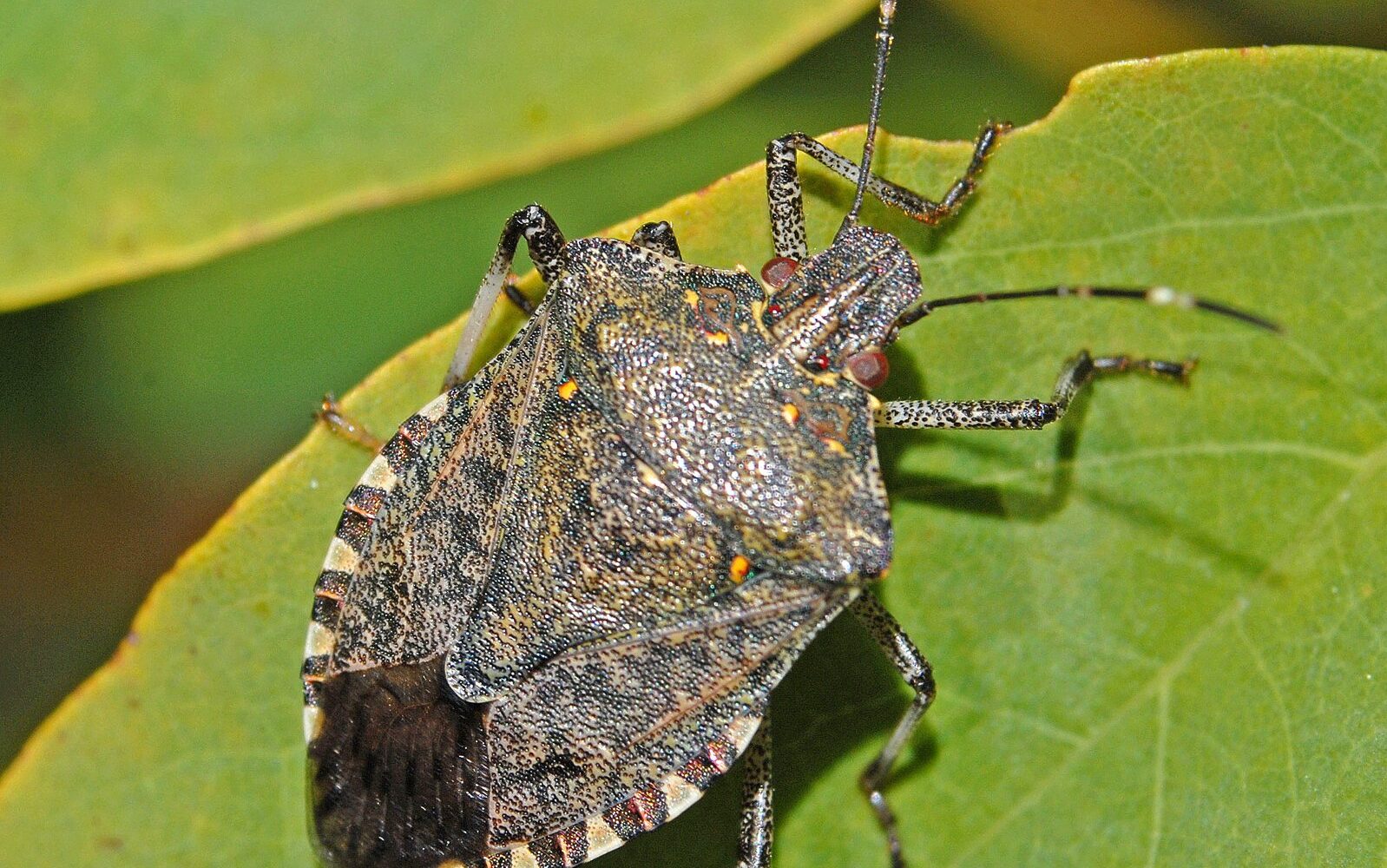 Close-up of a brown marmorated stink bug