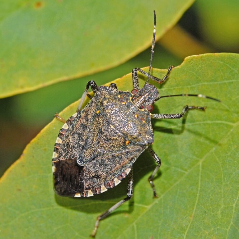 Stink Bugs, a common pest treated by our Connecticut pest control team