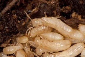 Close-up of termites and termite damage