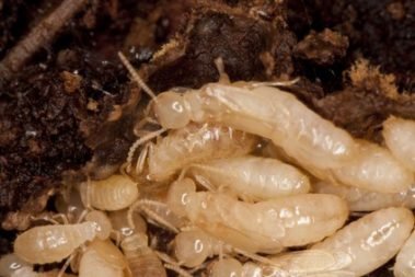 Close-up of termites and termite damage