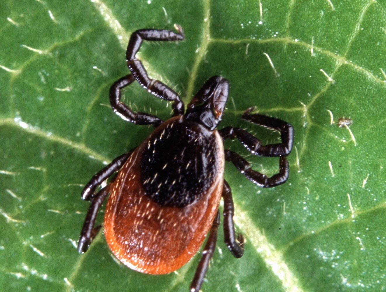 Close-up of an adult deer tick (Ixodes scapularis)